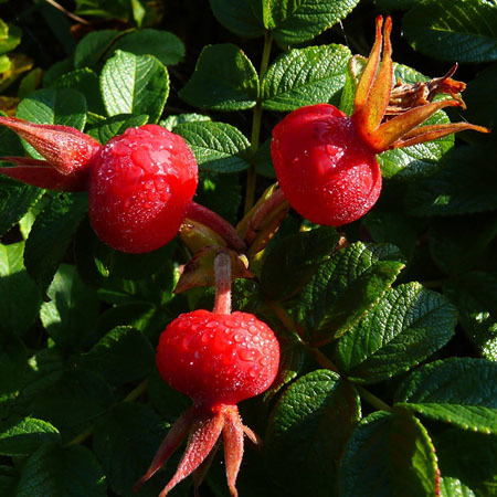 Rosehip Carrier Oil (Refined)